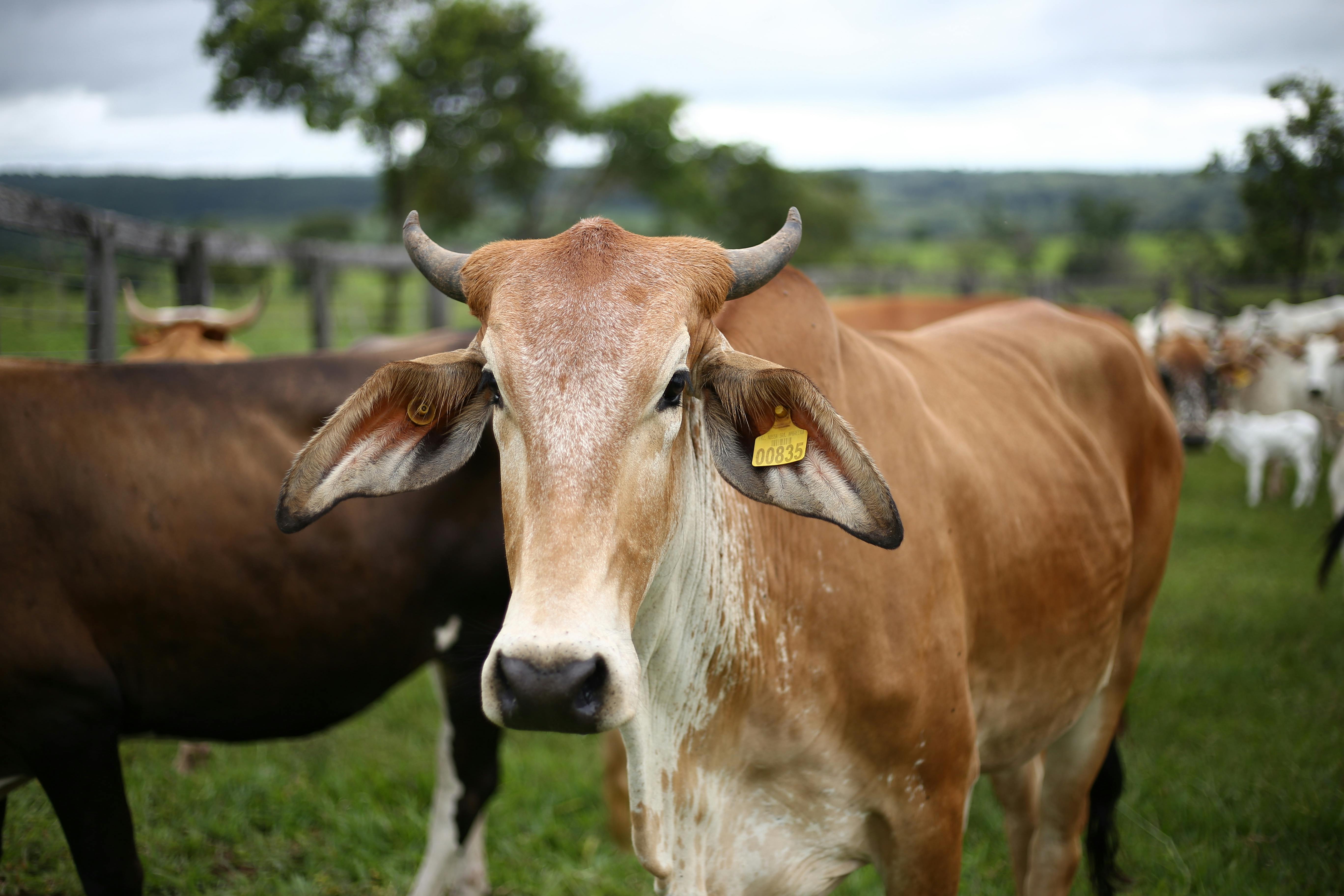 Brahman Bull