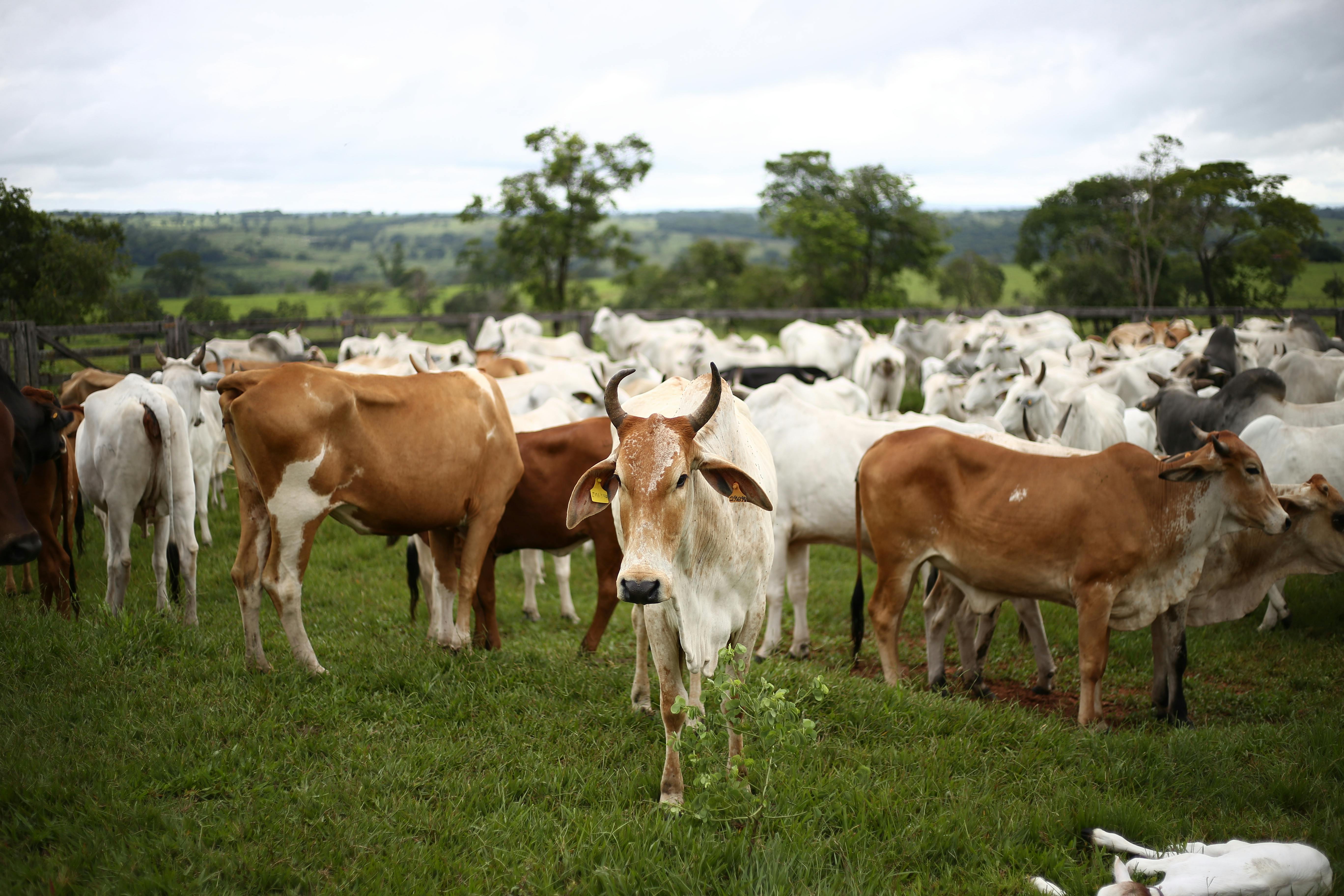 Cattle on Ranch